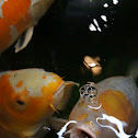 Koi