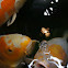 Koi