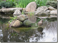 IMG_1700 IMG_1700