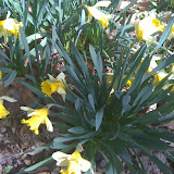 The Daffodils are Blooming at AQ