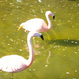 Member's Night at the Zoo