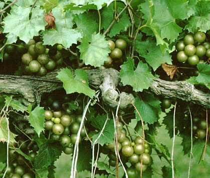 [muscadines_2_dt2m[2].jpg]