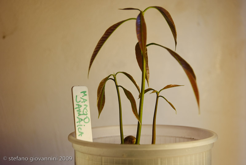 polyembrionic Mango seedling... how/when separate?