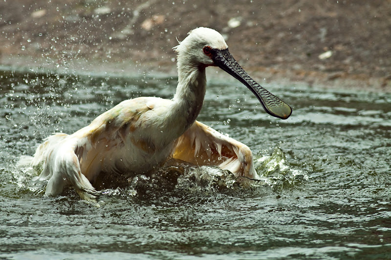 IMAGE: http://lh6.ggpht.com/_DCvQyHfIF2w/TLAOtAOZgMI/AAAAAAAACFc/tNaXjefd8u0/s800/MySg30.jpg