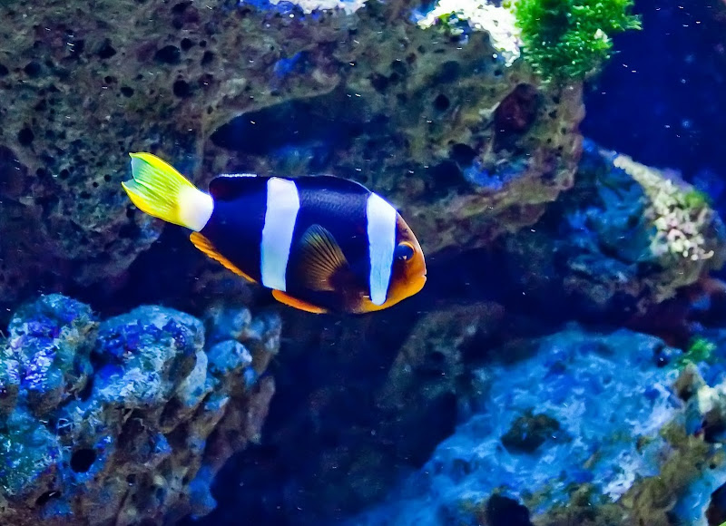 IMAGE: http://lh6.ggpht.com/_DCvQyHfIF2w/TLAUPrgvp4I/AAAAAAAACGM/HUf2OwIVyNY/s800/MySg41.jpg