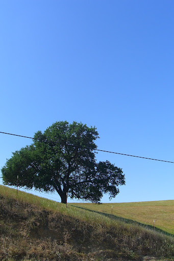 tree Along a windy road going to Santa Cruz