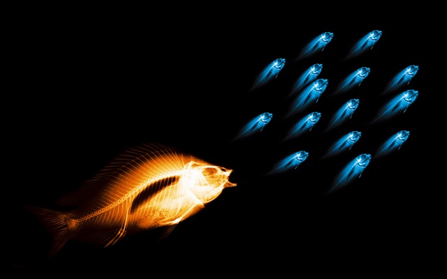 [(6)HD-X-Ray-View-Desktop-Wallpaper- fish[2].jpg]