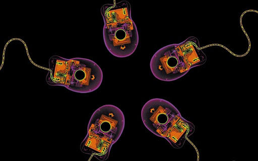 Computer Mouse: X Ray View Widescreen Wallpaper Computer Mouse: X Ray View Widescreen Wallpaper