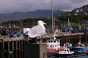 Mallaig