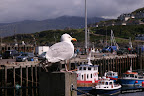 Mallaig