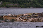 Focas en Plockton