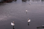 Los cisnes libres pertenecen a la Corona seg&uacute;n una ley que se remonta al siglo XII