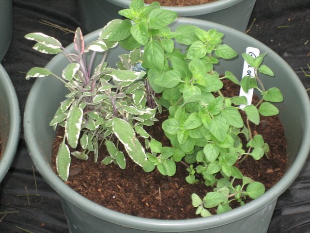 Sage and Oregano