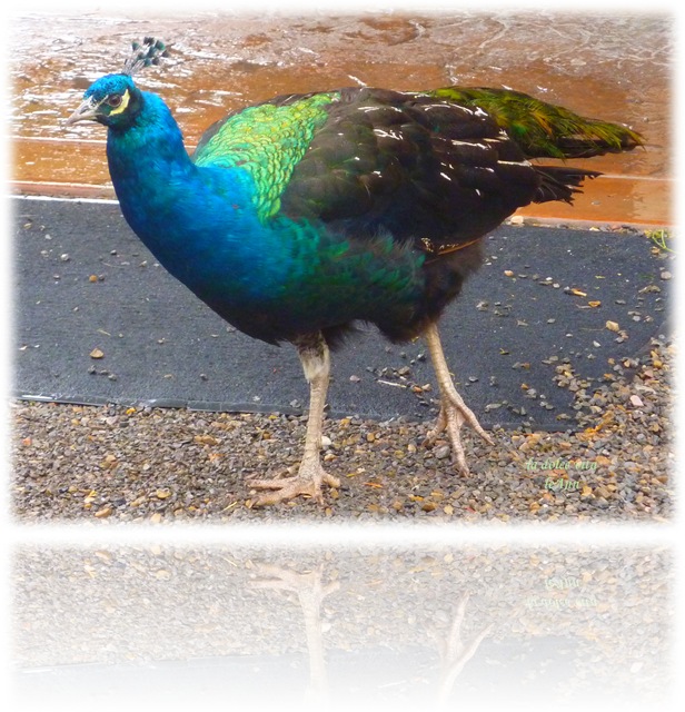 peacock at taggarts