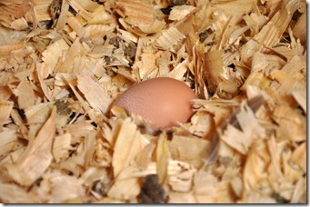 it's an egg! 080210  (1)