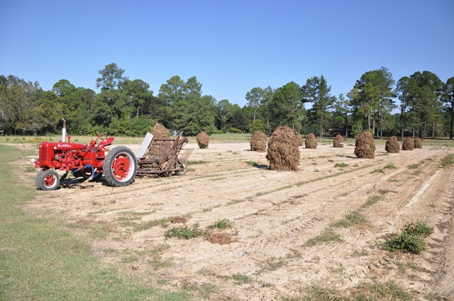 [peanutstacks1004103.jpg]