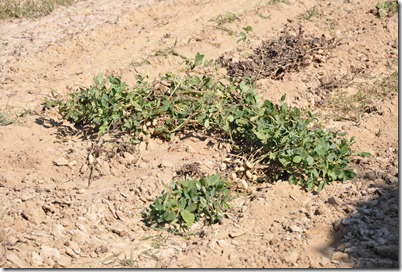 peanut stacks 100410 (42)