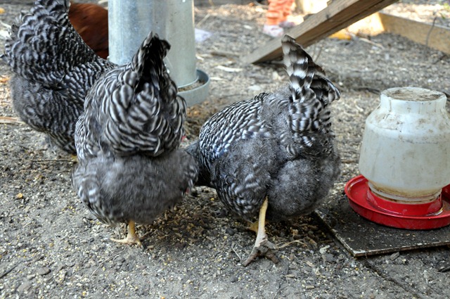 [chickens 102310 (13)[2].jpg]
