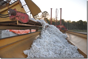 cotton harvest 2010 (26)