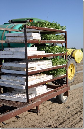 transplanting watermelons 0311 (45)