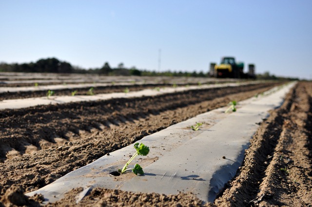 [transplanting watermelons 0311 (54)[4].jpg]