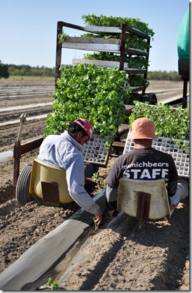 transplanting watermelons 0311 (14)