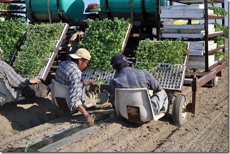 transplanting watermelons 0311 (34)