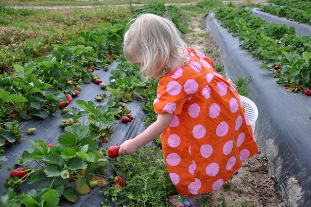 [strawberry love 032611 (4)[3].jpg]