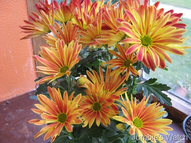 chrysanthemum 2