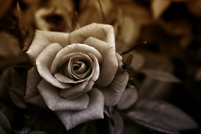 [lavierose[4].jpg]