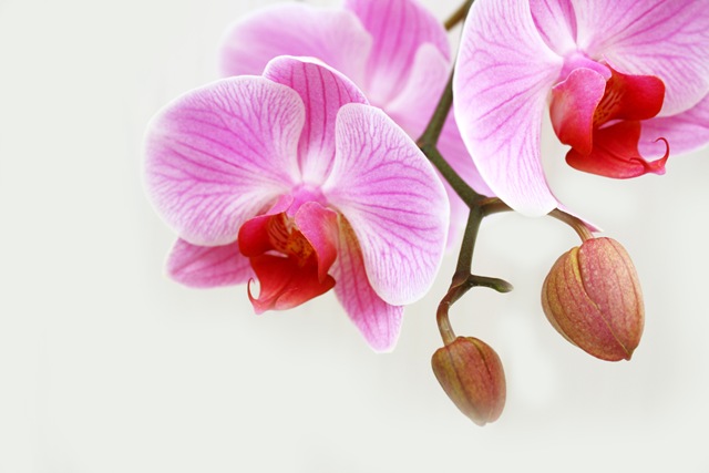 [orkide1[4].jpg]