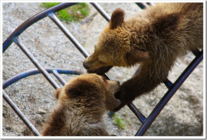 babybear1
