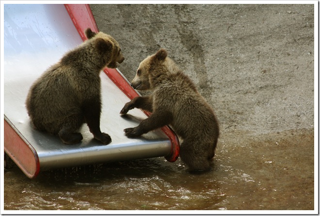 babybear3
