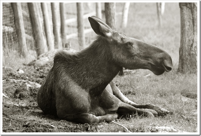 älg3