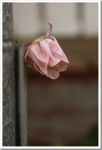 mormorsblomma