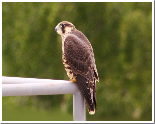 bird