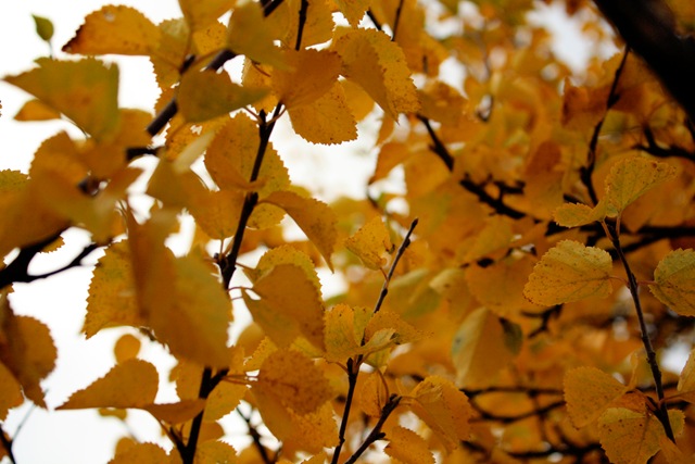[yellow[4].jpg]