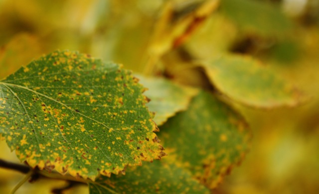 [autumn2[4].jpg]