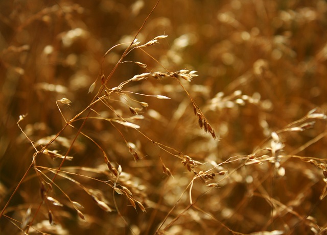 [wheat[4].jpg]