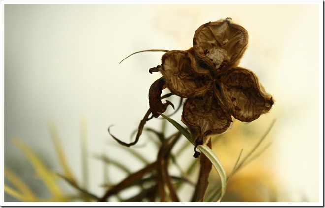 brown2