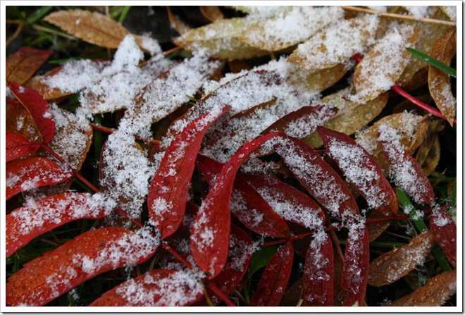 snö2