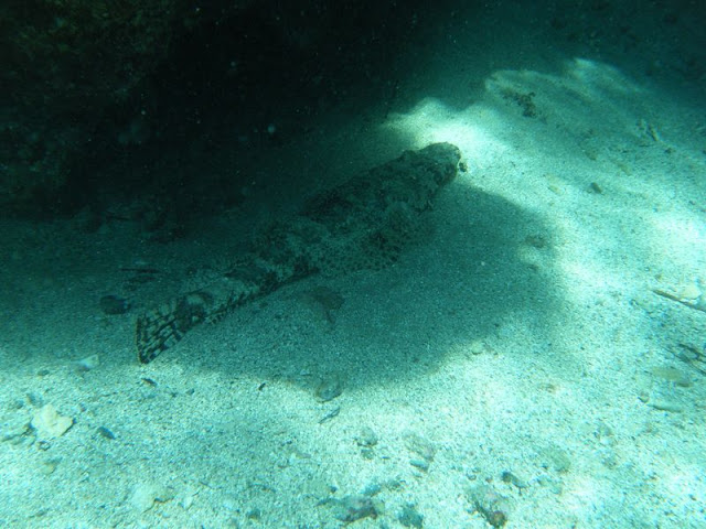 Poisson%20crocodile.jpg