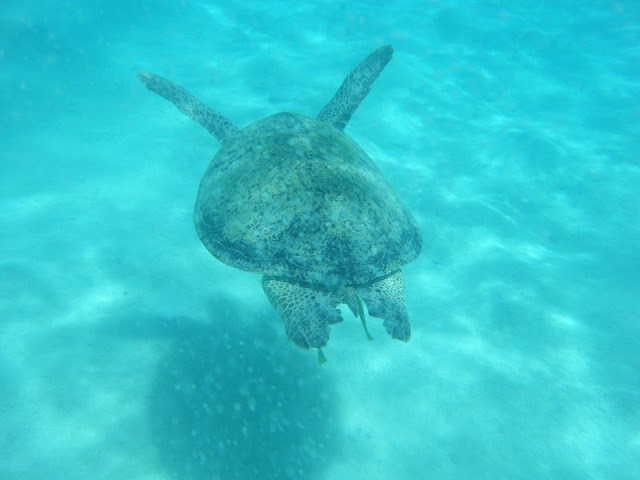 Marsa%20Shoni3%20-%20tortue.jpg