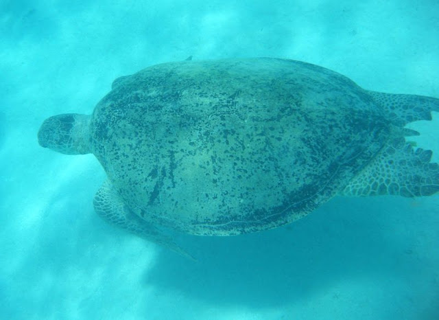 Marsa%20Shoni4%20-%20tortue.jpg