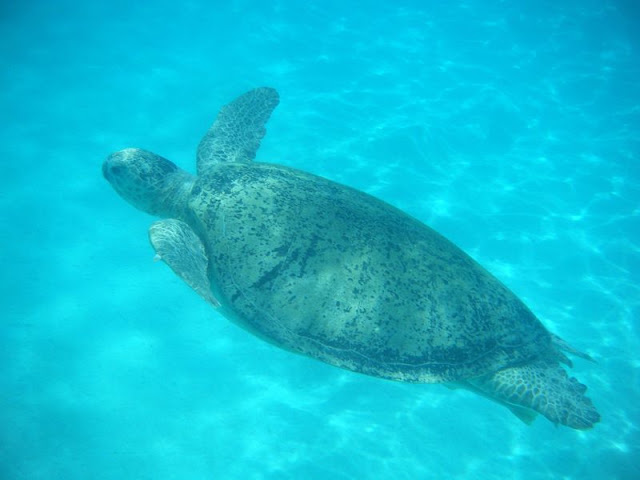 Marsa%20Shoni5%20-%20tortue.jpg