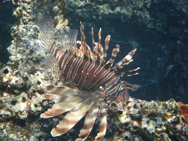 Rascasse%20volante7.jpg