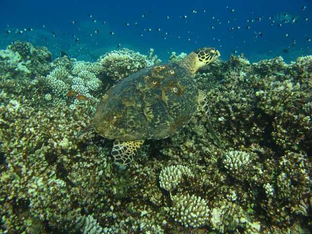 Reef%20sud5%20-%20tortue.jpg
