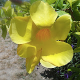  &ndash; Ocho Rios, Jamaica