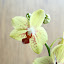 Yellow Moth Orchid