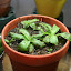 Little Pinguicula